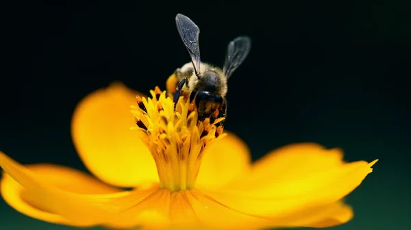 Biene und Blume — Stockfoto