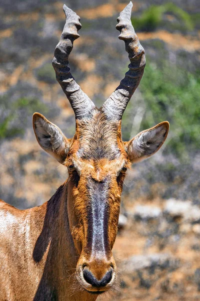 Wild Red Hartebeest Savannah Bush Addo National Park South Africa — Stock Photo, Image