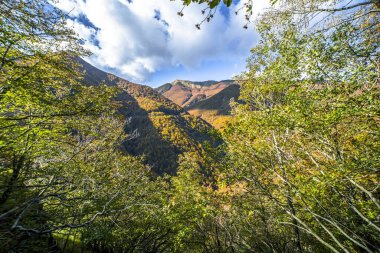 Sonbahar yaprakları, Monte Cusna, Appennino Tosco Emiliano Ulusal Parkı, İtalya 'daki ağaç dallarının arkasındaki dağın manzarası