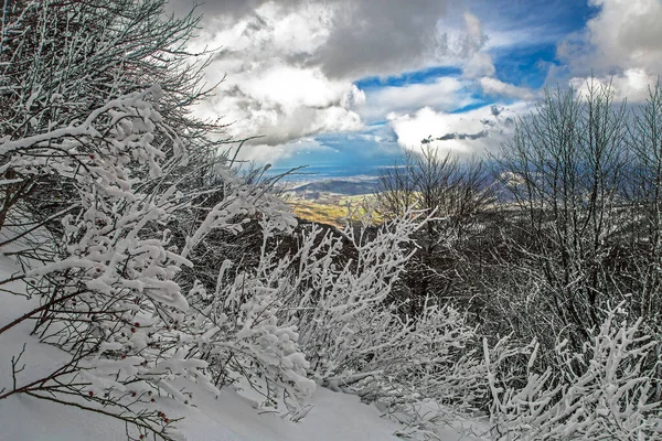 Széles Látószögű Kilátás Hegyi Panoráma Havas Fenyőerdő Ellen Felhős Monte — Stock Fotó