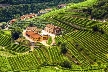 İtalyan şaraphanesi ve üzüm manzarası, Valpolicella, Veneto, İtalya