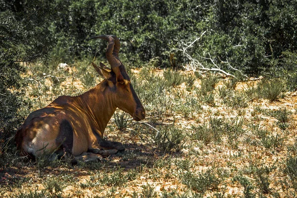 Vista Única Hartebeest Vermelho Alcelaphus Buselaphus Caama Sentado Sombra Arbusto — Fotografia de Stock