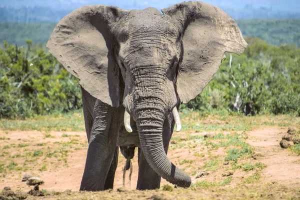 Szenisches Porträt Eines Wilden Großen Elefanten Addo Nationalpark Südafrika — Stockfoto
