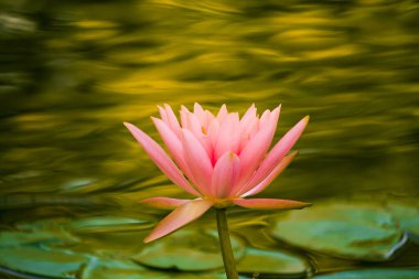 Kutsal Lotus, Nelumbo Nucifera, Mantua Botanik Bahçesinde makro Sigurt