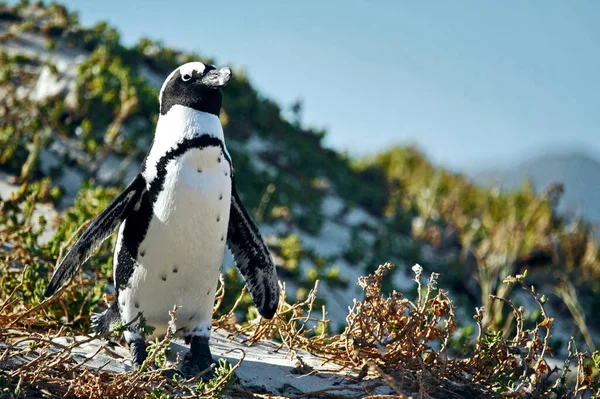 Retrato Pinguim Africano Boulder Beach Cidade Cabo África Sul — Fotografia de Stock