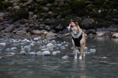 Squamish, British Columbia 'daki kayalık nehir kıyısında arka planda ağaçlarla duran bir St. Bernard Husky köpeği.