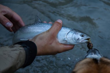 Britanya-Kolombiya 'daki Squamish Nehri' nde yakalanan küçük bir alabalık sineği ağzından çıkarıp nehre geri salmak için tutulur.
