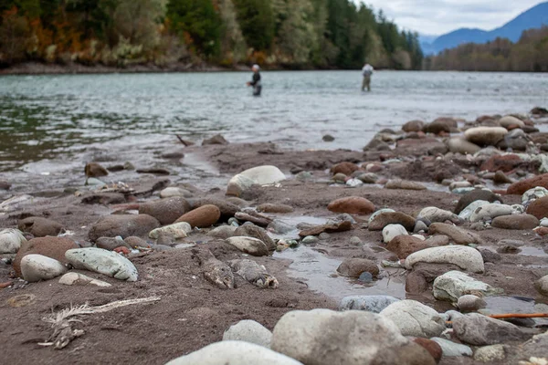 Decomposing Dead Chum Salmon Line Riverbank Fall Run Stream Spawn — Stock Photo, Image