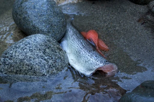 Pesce Pulito Eviscerato Siede Nell Acqua Fredda Del Fiume Con — Foto Stock