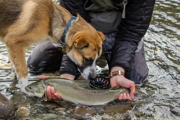 Elinde Alabalık Olan Bir Balıkçı Bernard Husky Çapraz Köpeği Squamish — Stok fotoğraf
