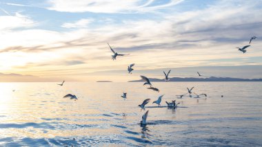 A flock of seagulls flying and swooping along the coastline of British-Columbia, at sunset