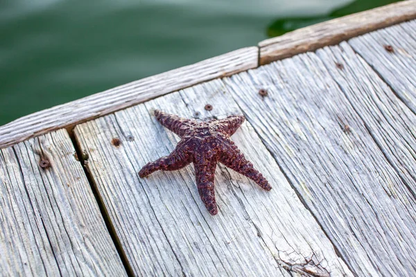 A Ochre Starfish (Purple sea star) found on a dock in British-Columbia\'s Sunshine Coast.