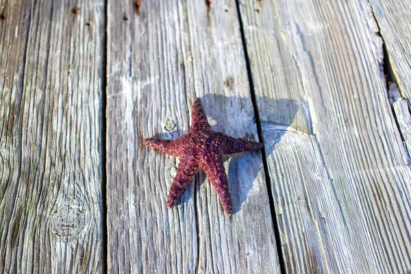 A Ochre Starfish (Purple sea star) found on a dock in British-Columbia\'s Sunshine Coast.