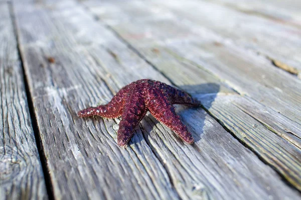 A Ochre Starfish (Purple sea star) found on a dock in British-Columbia\'s Sunshine Coast.