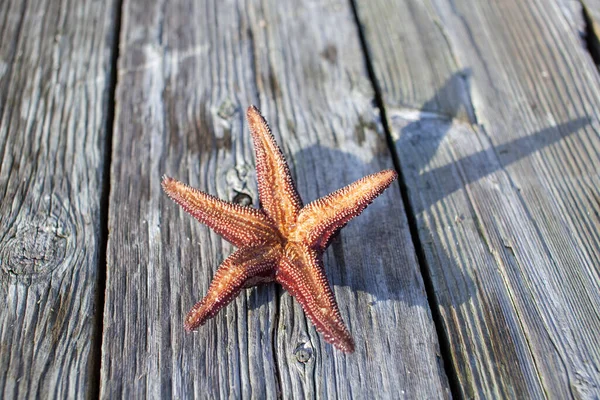 The underside of a Ochre Starfish (Purple sea star) found on a dock in British-Columbia\'s Sunshine Coast.