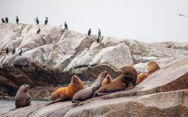 A group of California Sea Lions, including a young pup, sit at the water\'s edge along British-Columbia\'s Sunshine Coast.