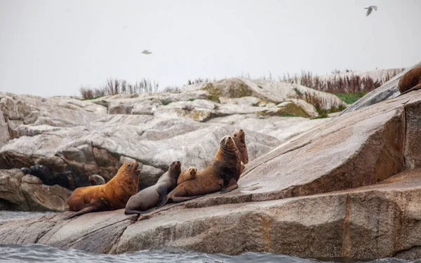 A group of California Sea Lions, including a young pup, sit at the water\'s edge along British-Columbia\'s Sunshine Coast.