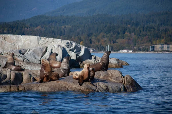A large group of California Sea Lions on a rocky island (haulout) sit and sun themselves off British-Columbia\'s Sunshine Coast on the Pacific Ocean