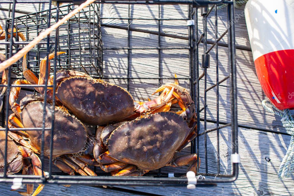 Looking down on three male Dungeness crabs in a crab trap sitting on a