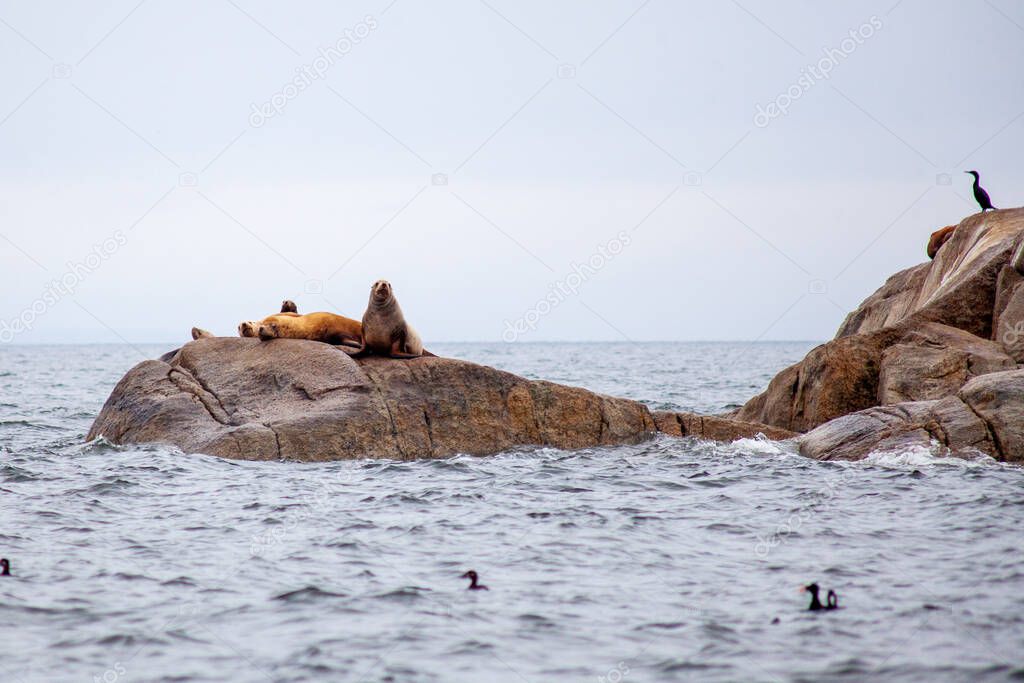 A group of California Sea Lions sit on a rock close to the Pacific Ocean guarding their territory. Taken off the Sunshine Coast of British Columbia.