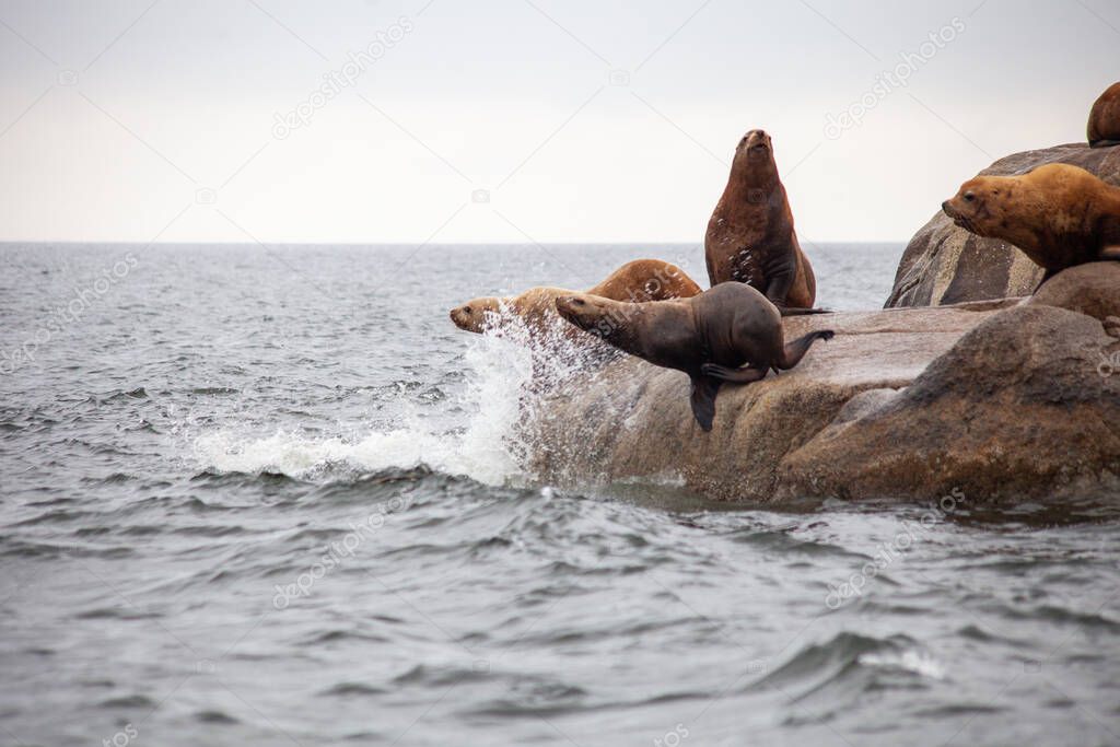 A group of California Sea Lions stand at the water's edge, with two about to jump into the water, on the Sunshine Coast in British-Columbia
