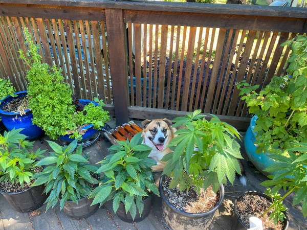 Bernard Husky Mix Dog Sits Patio Surrounded Cannabis Plants Marijuana — Stock Photo, Image