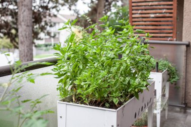 A white elevated garden planter sits on an apartment patio full of basil plants, ready to be picked and used in the kitchen!