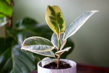 Arka planda bir Ficus Elastica Variegata (Türkçe: Lastik Ağaç), arka planda bir Fiddle Leaf Fig (İncir Yaprağı) ile ev ofisini dekore eden beyaz bir tencerede bulunur.. 