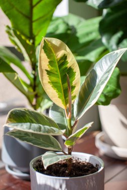 A small Varigated Rubber Tree (Ficus Elastica Variegata) sits in a white pot on a desk decorating a home office, with a Fiddle Leaf Fig in the background. New leaf is unrolling