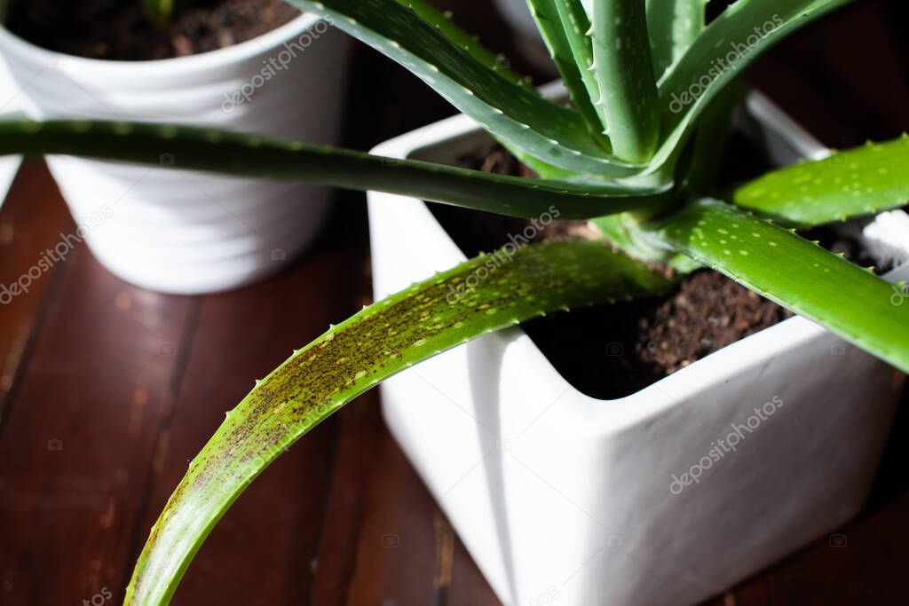 An Aloe Vera succulent houseplant sits in a white pot with signs of overwatering. These black/brown spots on the leaves appear from too much water too frequently.  Also called water-soaked spots