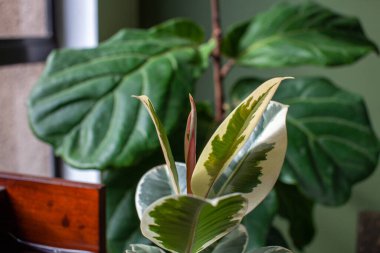 Arka planda bir Ficus Elastica Variegata (Türkçe: Lastik Ağaç), arka planda bir Fiddle Leaf Fig (İncir Yaprağı) ile ev ofisini dekore eden beyaz bir tencerede bulunur.. 