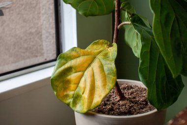 A beautiful fiddle leaf fig houseplant sits in a pot by a window for bright, indirect light, but has a large yellowing leaf. Overwatering or under fertilization may be the cause of the issue clipart