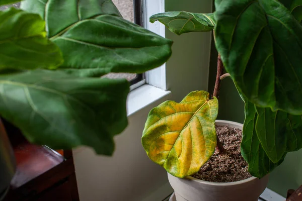 A beautiful fiddle leaf fig houseplant sits in a pot by a window for bright, indirect light, but has a large yellowing leaf. Overwatering or under fertilization may be the cause of the issue