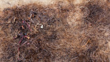 Kompost solucanları (Red Wigglers) bir solucan gübreleme sisteminin en üst tabakası olarak kullanılan hindistan cevizi coir mat üzerinde bir araya toplanmış