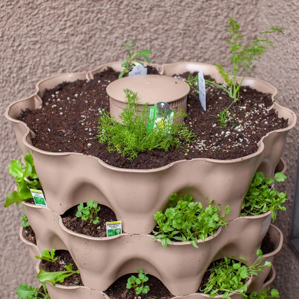 A variety of small starter herbs and vegetables are planted vertically on an apartment patio garden, in a tower garden with a compost column down the middle. Urban gardening in small places.