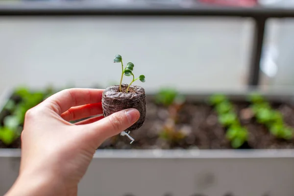 A person holds up a little plant in a peat pellet that is ready to be transplanted into a patio garden planter. The little germinated seed sprouts have grown and need to be planted in soil.