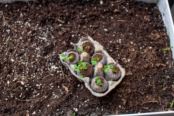 Peat pellets sitting in an egg carton as a holder are ready to be transplanted into a patio garden planter. The little germinated seed sprouts have grown and need to be planted in soil.