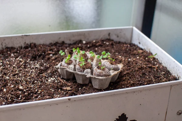 Peat pellets sitting in an egg carton as a holder are ready to be transplanted into a patio garden planter. The little germinated seed sprouts have grown and need to be planted in soil.