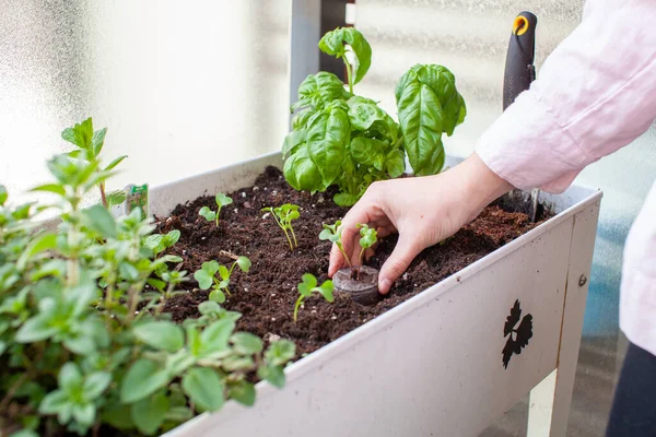 A woman is transplanting a starter plant started in a peat pellet into her patio garden on her apartment balcony in the springtime into a planter