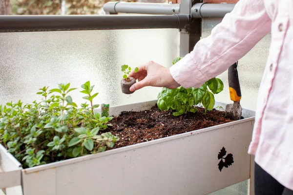 Eine Frau Verpflanzt Eine Torfpellet Gestartete Starterpflanze Ihren Terrassengarten Auf — Stockfoto