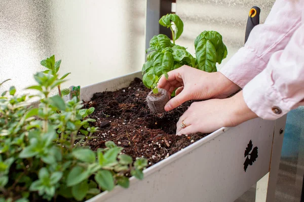 A woman is transplanting a starter plant started in a peat pellet into her patio garden on her apartment balcony in the springtime into a planter