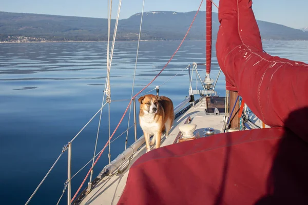 Husky Bernard Mix Dog Stands Side Sailboat Sunny Day British — Stock Photo, Image