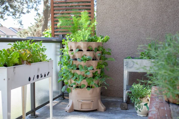 Tall Vertical Garden Sits Apartment Balcony Patio Fresh Salad Greens — Stock Photo, Image