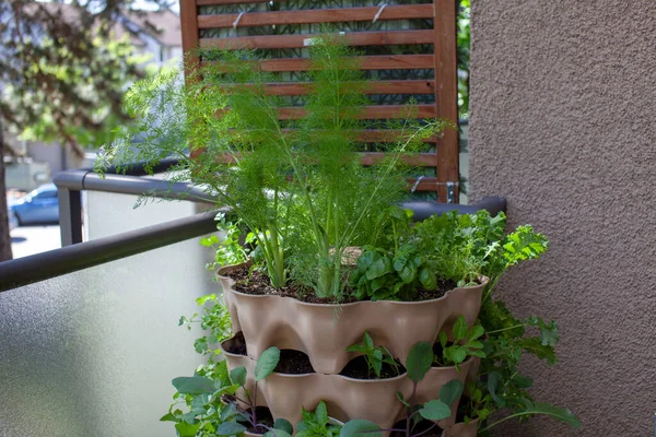 Grand Jardin Vertical Trouve Sur Balcon Appartement Patio Avec Des — Photo