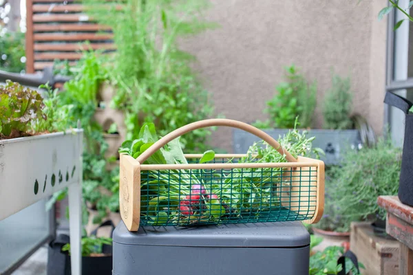 A large garden hod (basket) sits with freshly picked beets and lettuce greens (arugula) from a patio garden. Easy vegetables to grow for beginner gardeners.