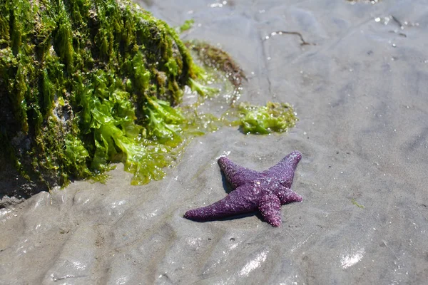 A Ochre Starfish (Purple sea star) found on a beach in British-Columbia\'s Sunshine Coast. It\'s lost and is re-growing (regeneration) two of it\'s legs