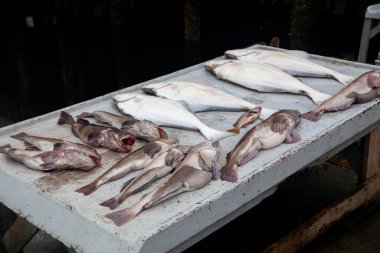 Pasifik Lingcod ve Halibut Pasifik Okyanusu 'ndaki bir günlük balıkçılık seferinden sonra Britanya-Kolombiya Kış Limanı' nda bir fileto masasında oturuyorlar.