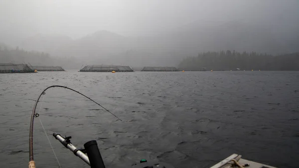 Des Salmonicultures Cage Ouverte Sont Observées Partir Bateau Pêche Dans — Photo