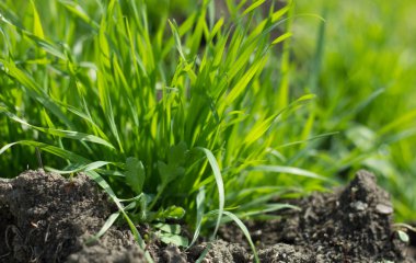 Yerde yeşil çimenler