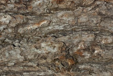 Kuru kaba closeup kabuk eski ağaç arka fon olarak veya
